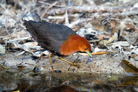 Red-necked Crake (Rallina tricolor)